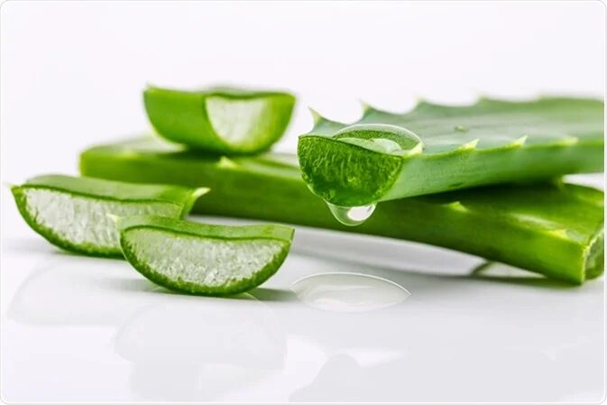 Aleo vera used as medicine in Yoruba tradition